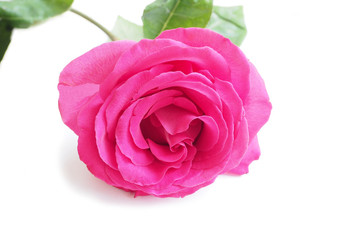 Pink rose isolated on white background. Luxury fresh flower-the path to the heart. 