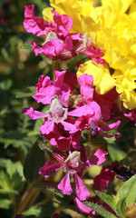 Cuphea sriracha rouge