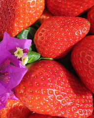 Sweet, spanish Strawberries with Bougainvillea flower