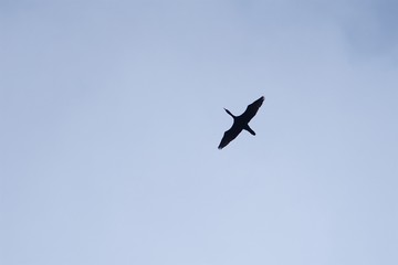 Cormorant in the sky