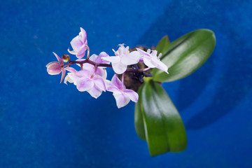 elegant blossom orchid