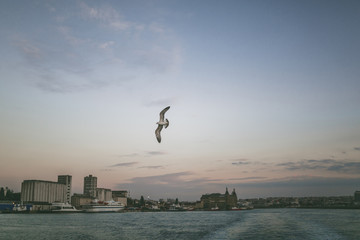 seagull flying over sea in Istanbul, Turkey
