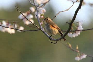 ジョウビタキ（メス）　Daurian redstart