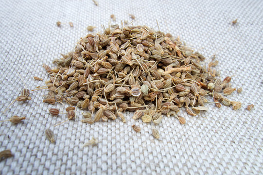 Aniz - Anise - Pimpinella anisum spices