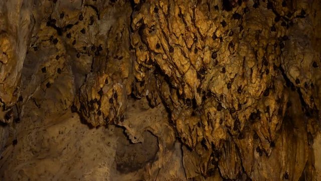Bats hanging from ceiling of Jatijajar Cave, Kebumen, Indonesia