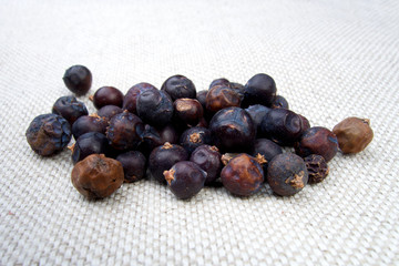Common Juniper dried on white
