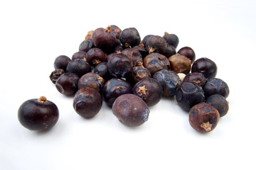 Common Juniper dried on white