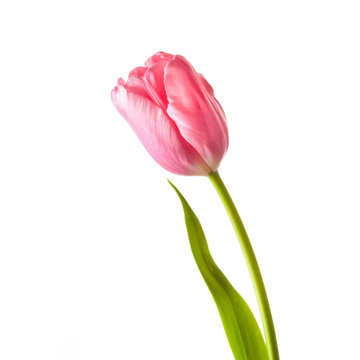 Beautiful pink tulip, spring flower 