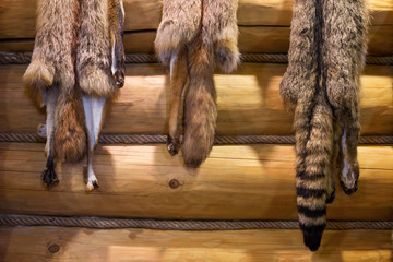 Wild fox fur on wooden wall