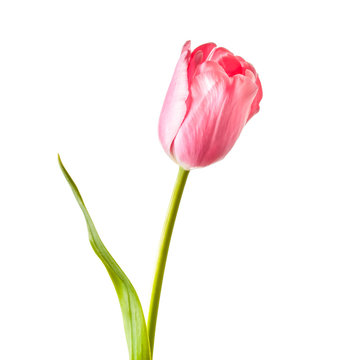 Beautiful pink tulip isolated on white, floral wallpaper	