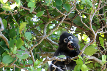 Little leaf monkeys or Dusky Langur eating leaves in the rain forest