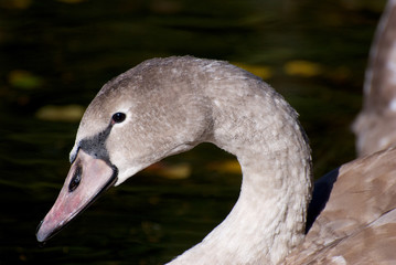 Young brown lady swan on the lake in autumn season