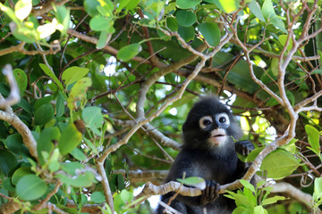 Little leaf monkeys or Dusky Langur eating leaves
