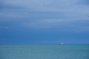 Fototapeta premium Seagulls over sea
