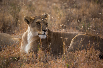 Löwe (Panthera leo)