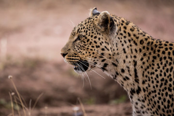 Leopard (Panthera pardus)