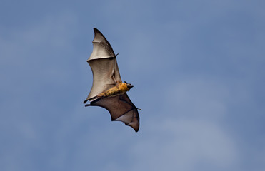 Flying fox bat against blue sky © Budimir Jevtic