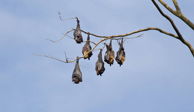 Flying foxes bats hanging from tree
