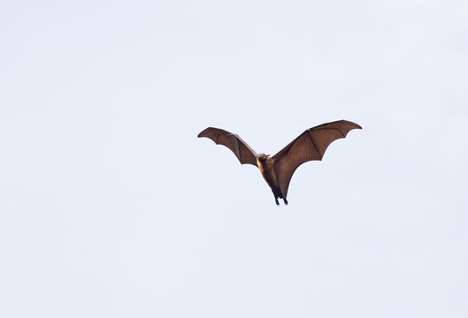 Flying fox bat against white background