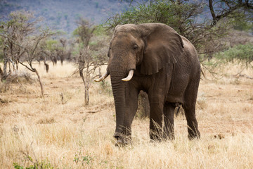 Fototapeta na wymiar Mächtiger Elefantenbulle