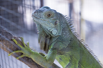 Close up.Green lguana in the zoo.