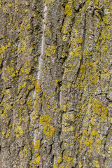 Moss on bark