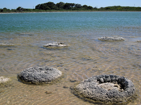 Lake Thetis located Cervantes, Western Australia, is one of the few places in the world to host the living fossil stromatolites in its saline waters,