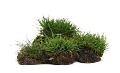 Green grass with dirt, soil isolated on white background and texture