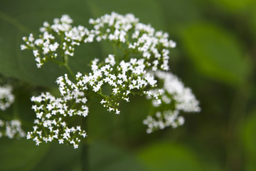 Detail of the white small blossom flowers on the green background