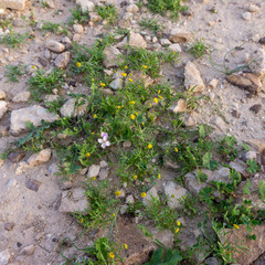 the desert’s flowers