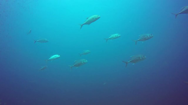 Trevally fish hunting sardines underwater