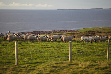 Flock of steps in the coast of Ireland