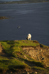 Sheep in the coast of Ireland