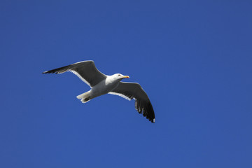 Fototapeta na wymiar Seagull in the blue sky