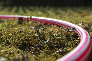 Detail of the kids hoop in the green moos