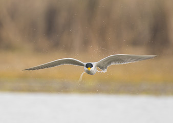 The River tern