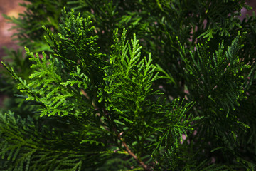 Orientali Arborvitae plant nature closeup