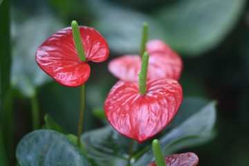 czerwone anturium w Kew Gardens w Londynie