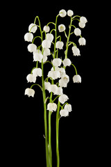 lilies of the valley isolated on a black background