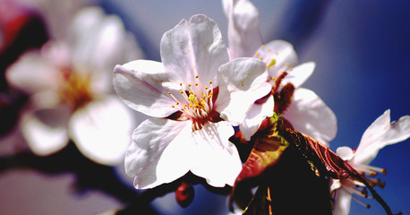 Японская сакура