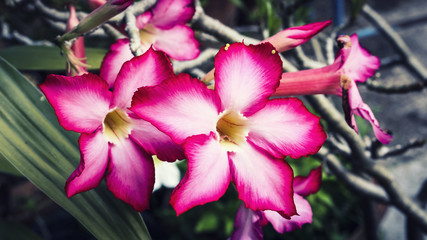 adenium flower closeup nature background