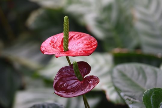 czerwone anturium w Kew Gardens