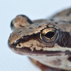 portret brązowej żaby