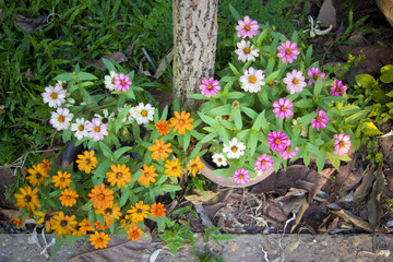 Fototapeta na wymiar Zinnias are one of the easiest annuals to grow.