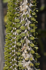 cactus detail of cactus plant