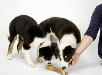 Two cute young Border Collie puppies sniffing at a bone