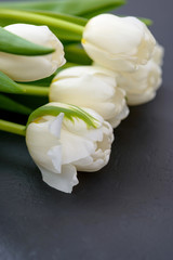 Close-up beautiful white tulips