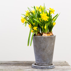 Narcissus in a pot