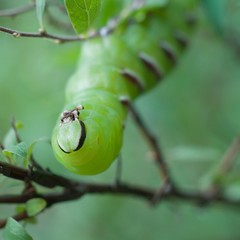 zielona gąsienica w makro