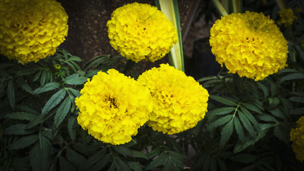 marigold flower yellow nature closeup